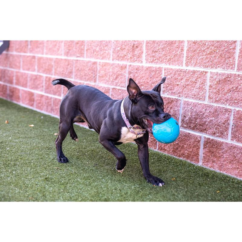 Large Soccer Ball Floating-Bouncing Dog 8 Inch Diameter Blue